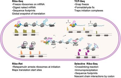 Ribosome profiling enhances understanding of mycobacterial translation